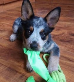 Healer is a rare breed in Europe and the CIS. Among dog handlers, he is known as the Australian  ...