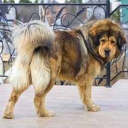 The Tibetan Mastiff is a strong-willed and very intelligent breed of dog, however, this breed re ...