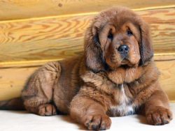 The Tibetan Mastiff is a very affectionate, loving, and loyal dog. Smart dogs, but can also be v ...