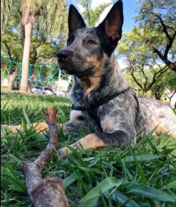 According to the owners, Australian Cattle Dogs have a calm, balanced disposition. They have hig ...