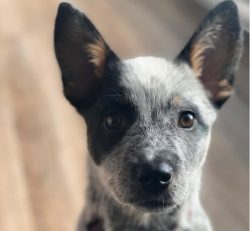 The Australian Cattle Dog’s ears are triangular and erect. Scissor bite. As for the color, ...
