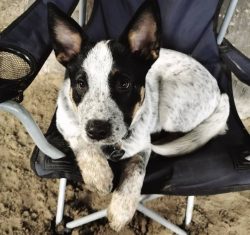 Australian Cattle Dog is very loyal, they quickly become attached, do not tolerate separation fr ...