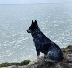 The Australian Cattle Dog is very dominant, which can lead to problems with other dogs, especial ...