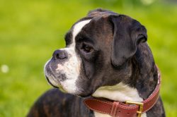More modern representatives of the breed gained great popularity precisely from the end of the 1 ...