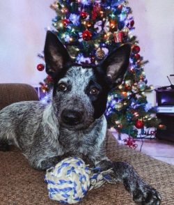 In terms of feeding, the Australian Cattle Dog is very unpretentious. You can feed both high-qua ...