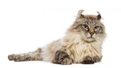 The American Curl cat is a good-natured animal with silky fur and quirky ears turned outward.