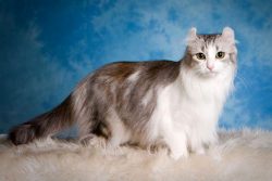 Representatives of the American Curl breed are human-oriented, so they associate the concept of  ...