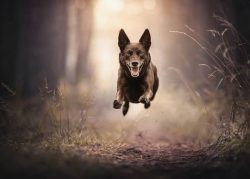 The Australian Kelpie is a compact herding dog breed. Interestingly, kelpies possess a number of ...