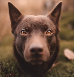 Australian Kelpies do an excellent job of being shepherds, but Kelpies are truly versatile dogs  ...