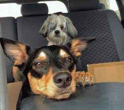 The history of the Australian Kelpie breed dates back to the late 19th century. According to one ...