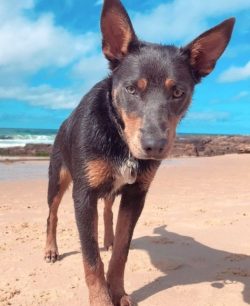 The first Australian Kelpie breed standard was formulated in 1904. Nowadays more and more dogs o ...