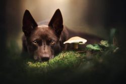 The total Australian Kelpie herd is now estimated at 100,000, most of which work in Australia, w ...