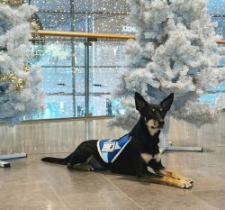 The Australian Kelpie is a true symbol of Australia and Australians are very proud of this dog. 