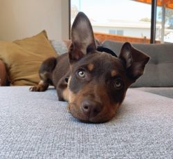 The Australian Kelpie is a small dog. Males reach 51 cm at the withers and 20 kg, girls are slig ...