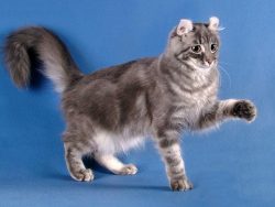 Despite a congenital genetic mutation that deforms the cartilage of the ears, furry pets are ver ...