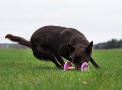 The Australian Kelpie’s head is round with a well-defined stop. The muzzle tapers towards  ...