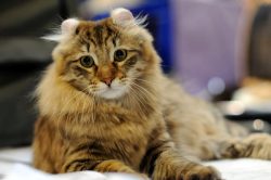 These animals are hard to endure loneliness. The key characteristic of the American Curl breed i ...