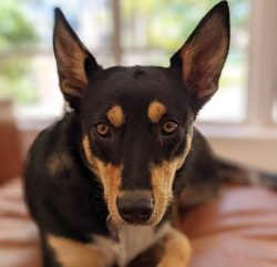 The Australian Kelpie is a very independent dog. And although emotional contact with the owner i ...