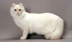 According to the official description, the American Curl breed comes in shorthaired and semi-lon ...