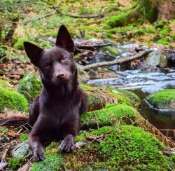 The Australian Kelpie is a very intelligent animal with a high level of social intelligence. And ...