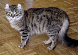 American Curl cats are often compared with the main inhabitant of Neverland: like Peter Pan, the ...