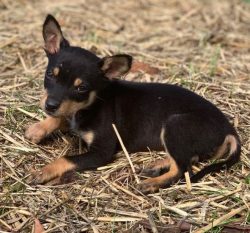 Australian Kelpie is very independent and in a certain situation can decide for themselves what  ...