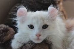 The main feature of the American Curl breed is arched ears, which determine the class of the ani ...