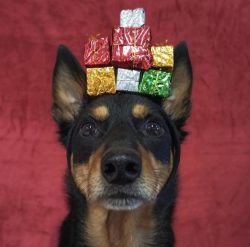 The Australian Kelpie is categorically not suitable for urban conditions that involve living in  ...