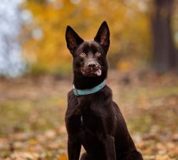 Australian Kelpies are very hardy and tireless in their work, but the flip side of this is the n ...