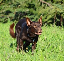 Obviously, Australian farmers don’t have a lot of time to spend caring for a working dog.  ...