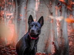 You can feed Australian Kelpie both natural and dry food. If you are more attracted to the first ...