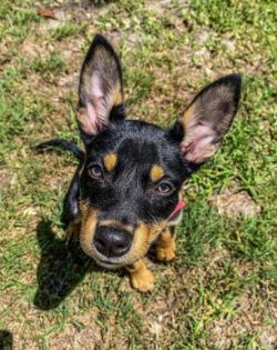 The Australian Kelpie is considered a true big dog among dogs. They have no hereditary genetic d ...