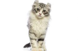 The American Curl breed has a wedge-shaped head with a strong and well-defined chin.