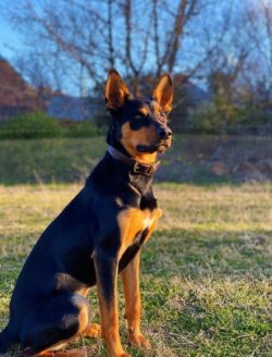The Kelpie is considered the superstar of Australian dog breeding and one of the main breeds of  ...