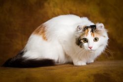 In the American Curl, slightly slanted eyes take the shape of a walnut or an elongated oval.