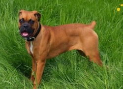Germans of average build up to 60 cm in height. The maximum height of a boxer is 63 cm. The weig ...