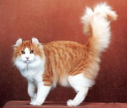 The ears of the American Curl are large and wide, slightly rounded at the tips. The ear sheet is ...