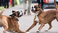 In the reviews, the owners characterize their dogs as playful, curious, energetic, positive, soc ...