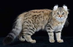 The American Curl’s head rests on a strong and slightly massive neck. The rectangular tors ...