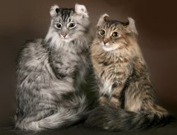 The rear and front legs of the American Curl end in plump, rounded legs. The luxurious flexible  ...