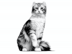 The standard allows for 2 varieties of the American Curl: semi-longhaired and shorthaired. The s ...