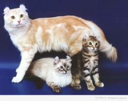Because of the unacceptable attitude towards loneliness, American Curl needs someone to be in th ...
