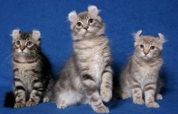 The American Curl’s concept of a home is firmly associated with a person, so moving to a n ...