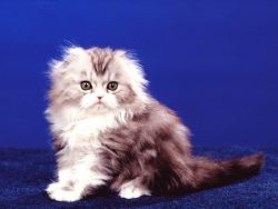 The character of the American Curl combines friendliness, activity, and high intelligence.