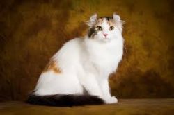 American Curl is suitable for those who like to see an animal in their arms at their own request ...