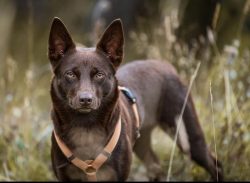 Kelpie can deliver a sheep from the middle of the flock on the orders of the shepherd. To do thi ...