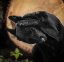 Kelpies are simply selfless and labor, give them free rein, so they will work until they collapse. 