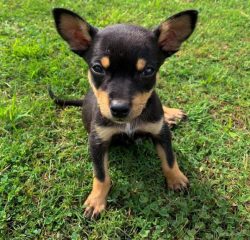 There are no uniform and special methods of teaching young dogs to work as shepherds in Australi ...