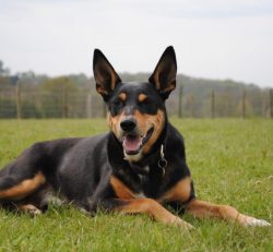 Australian Kelpie – This tireless working dog is overflowing with vitality. By nature, the ...