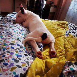 Bull Terrier is a hereditary English aristocrat in a snow-white “suit” with a needle ...